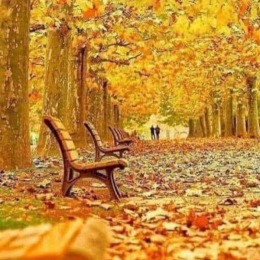 walking trail with leaves on the ground